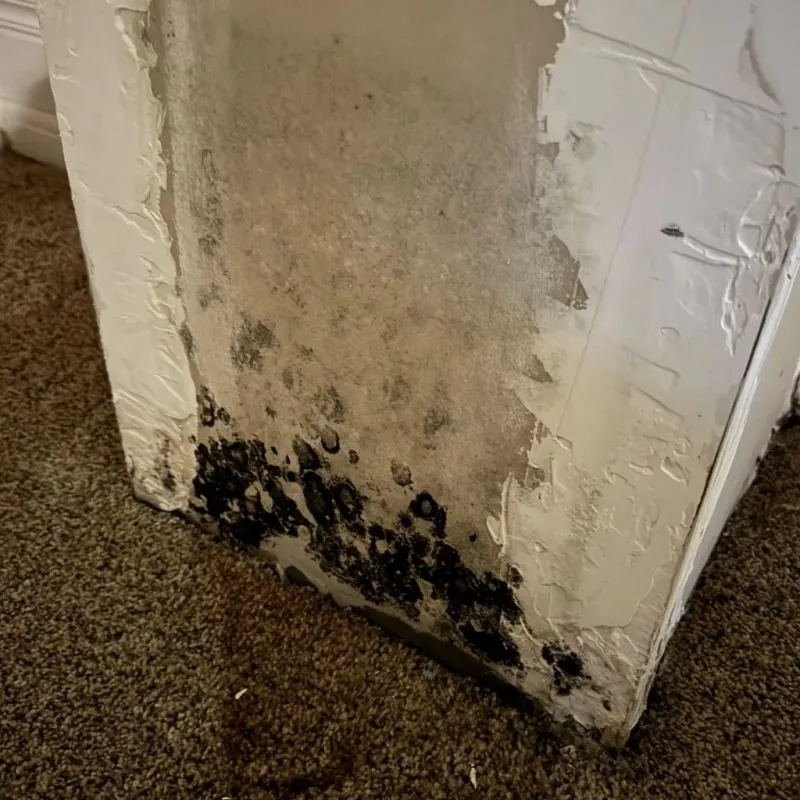 Professional Mold Removal in Hutchins, TX
